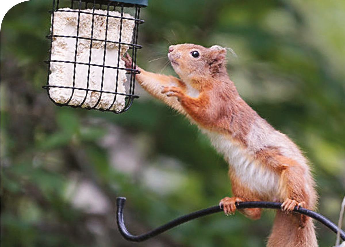 Red squirrle - did you know Red squirrle - did you know